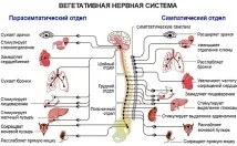 Ерго- та трофотропна системи організму, viksha - s трофотропна
