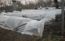отиде видове салата
