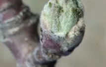 Якщо