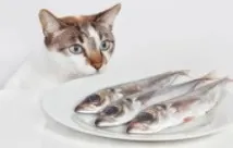 клей