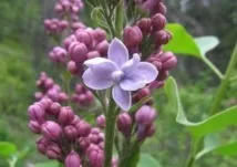 Дріада - гербарій Бузок звичайний - Syringa vulgaris дріада
