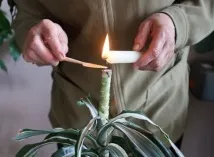 отрежете драцена
