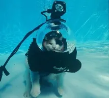 ЦЕЙ ДИВУВАЛЬНИЙ І незбагненний ДАЙВІНГ - WaterWorld, Водний світ - інтернет журнал дивувальний