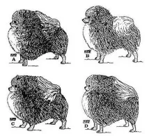 pomeranian поставяне