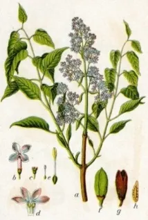 Дріада - гербарій Бузок звичайний - Syringa vulgaris звичайний