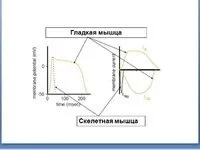 судин