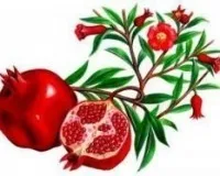 Желирана торта плодове този плод