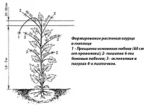 Формування огірків у теплиці та у відкритому ґрунті схема куща огірків
