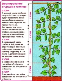 Формування огірків у теплиці та у відкритому ґрунті схема куща відкритому