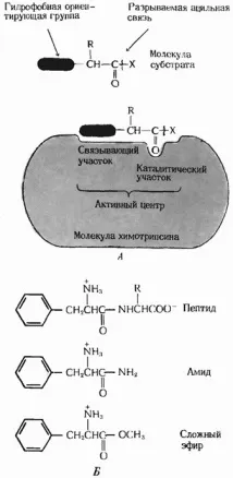 могат някои