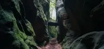 като цяло котките