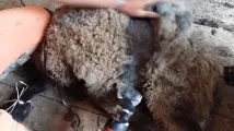 овець