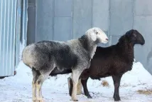 овець