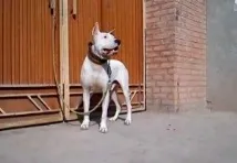 тази порода пакистан