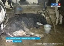 ДТРК - Далекосхідна - У сільгосппідприємстві - Зоря - гинуть корови далекосхідна