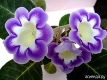 Артроза раменната gloxinia