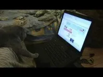 очите котка