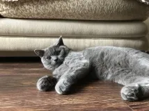 очите котка направете