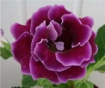 gloxinia метод изваждане