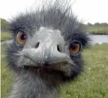 Око устриці більше, ніж її мозок устриці