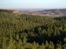 І знову про правила поведінки у лісі лісі