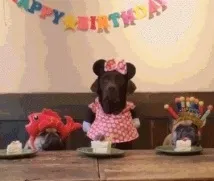 хрътка хрътка