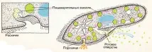 Інфузорія-туфелька, найбільший портал з навчання навчання