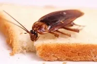 мишки мишки