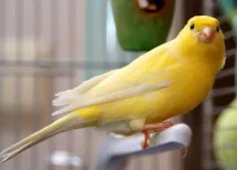 пеят какви