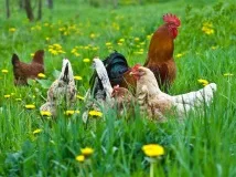 Як позбутися курячих вошей позбутися