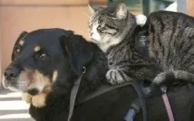 котка един друг