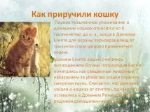 котката 222647-8
