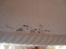 Як виявити клопів у ліжку запах, сліди, укуси ліжку