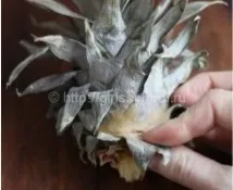 Як посадити ананас в домашніх умовах, Як виростити вдома ананас, Жіноча школа посадити