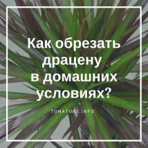 ананас дома дома премахнете
