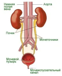 Як правильно харчуватися при сечостатевих хворобах корисні та шкідливі продукти, напої та страви правильно