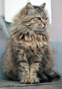 котка агресивното поведение
