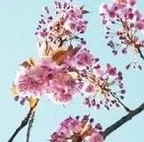 Як прибрати целюліт за допомогою меду допомогою