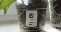 Як розшифрувати позначення на етикетках з орхідеями етикетках