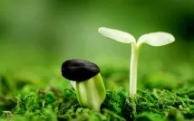 Як розбудити насіння – передпосівна підготовка підготовка