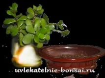 Як зробити бонсай своїми руками з товстянки. бонсай