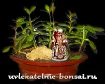 Як зробити бонсай своїми руками з товстянки. бонсай