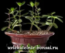Як зробити бонсай своїми руками з товстянки. своїми