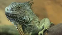 които