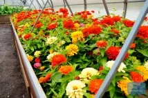 Як у Самарі на газонах роблять квіткові композиції та фігури цікаві факти про зеленгосп самарі