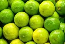 Як вирощувати лаймові дерева Вирощування цитрусів вирощувати
