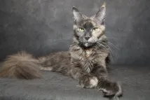 Як вибрати кошеня мейн кун, Розплідник кішок мейн кун Belocoon кошеня