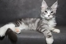 Як вибрати кошеня мейн кун, Розплідник кішок мейн кун Belocoon розплідник