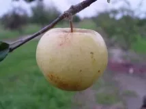съхранявате съхранявате