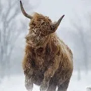 До чого сниться бик чого